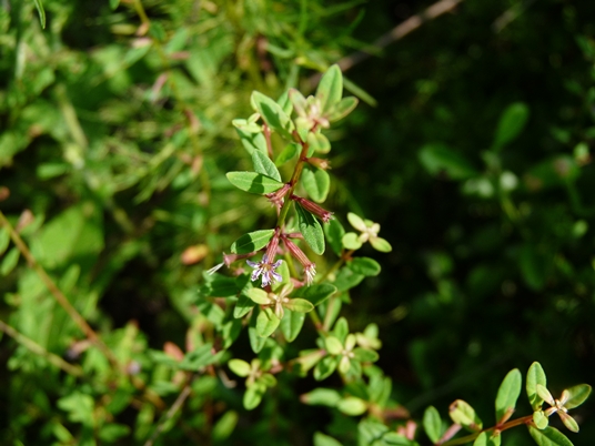 {Lythrum curtissii}
